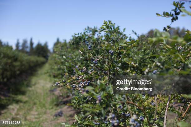 Blueberry plants stand at the Berries del Plata farm in Zarate, Buenos Aires, Argentina, on Thursday, Nov. 9, 2017. Agroindustry Ministry is...