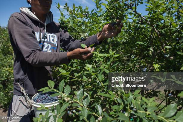 Worker collects blueberries at the Berries del Plata farm in Zarate, Buenos Aires, Argentina, on Thursday, Nov. 9, 2017. Agroindustry Ministry is...