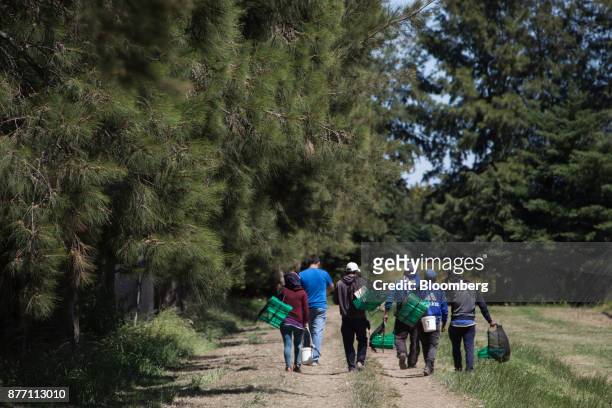 Workers carry crates and buckets to collect blueberries at the Berries del Plata farm in Zarate, Buenos Aires, Argentina, on Thursday, Nov. 9, 2017....