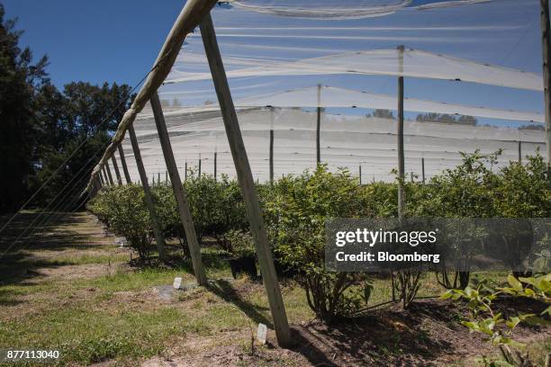 Blueberry plants stand at the Berries del Plata farm in Zarate, Buenos Aires, Argentina, on Thursday, Nov. 9, 2017. Agroindustry Ministry is...