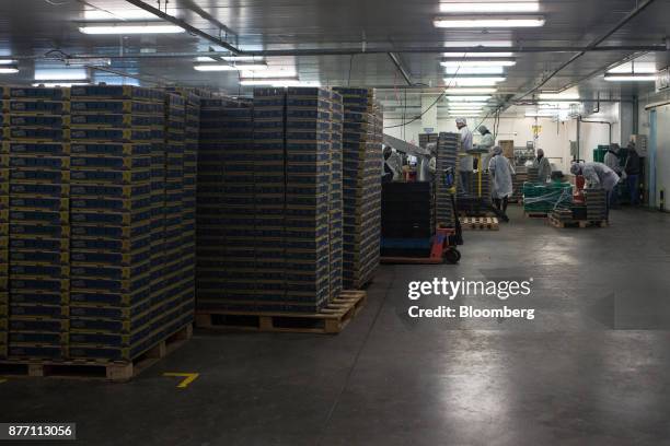 Boxes of blueberries sit stacked on pallets at the Berries del Plata packing facility in Zarate, Buenos Aires, Argentina, on Thursday, Nov. 9, 2017....