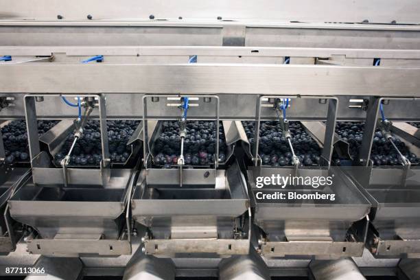 Blueberries move through a machine at the Berries del Plata packing facility in Zarate, Buenos Aires, Argentina, on Thursday, Nov. 9, 2017....