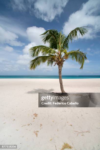 lonely palm in eagle beach. aruba - palm beach aruba stockfoto's en -beelden