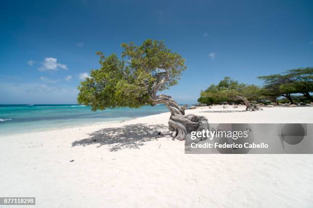 fofoti tree in eagle beach. aruba - oranjestad foto e immagini stock