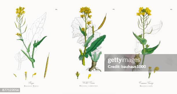 ilustrações de stock, clip art, desenhos animados e ícones de rape, brassica napus, victorian botanical illustration, 1863 - colza