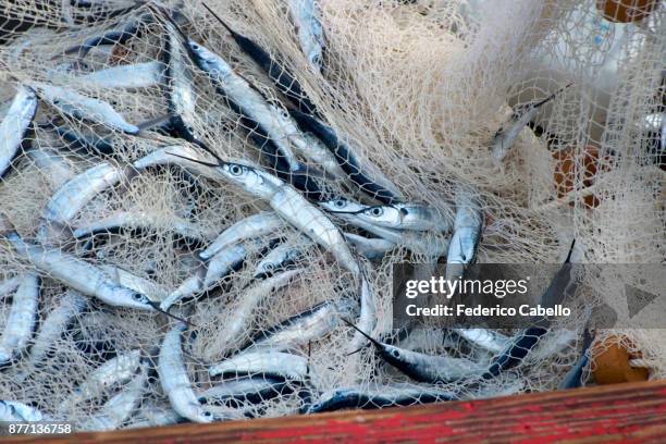 fishing net in the fishing pier of palm beach. aruba - palm beach aruba stockfoto's en -beelden