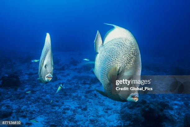 grijze keizersvis (pomacanthus arcuatus), grand cayman - gray angelfish stockfoto's en -beelden