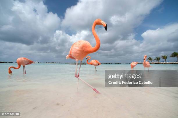 flamingos in flamingos beach. aruba - aruba bildbanksfoton och bilder