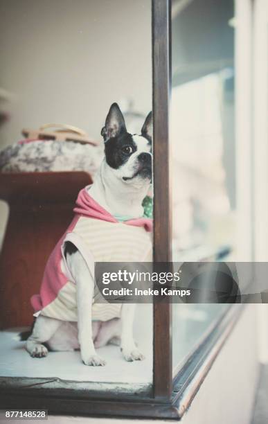 french bulldog in shop window - ineke stock pictures, royalty-free photos & images