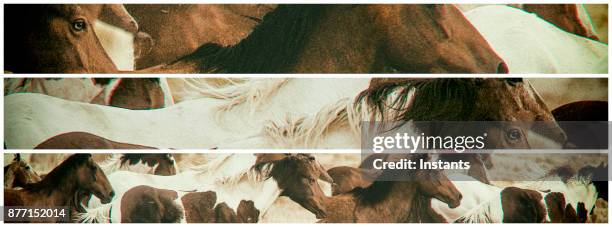 a triptych of beautiful horses running together on a utah ranch. - triptych stock pictures, royalty-free photos & images