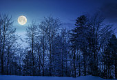 forest on snowy hillside at night