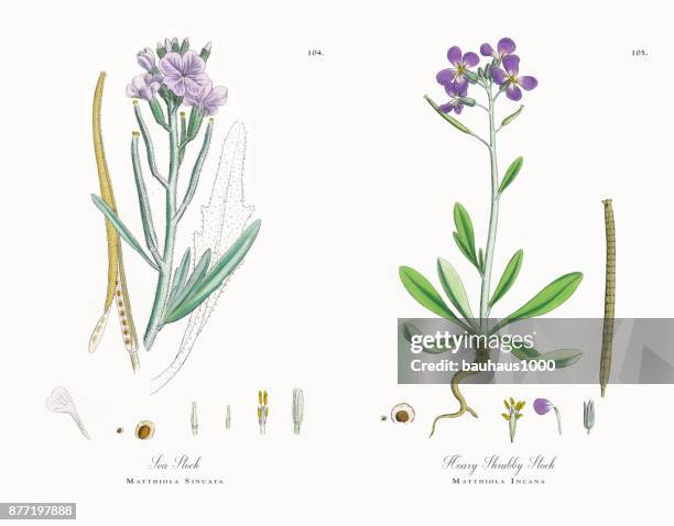 sea stock, matthiola sinuata, victorian botanical illustration, 1863 - matthiola stock illustrations