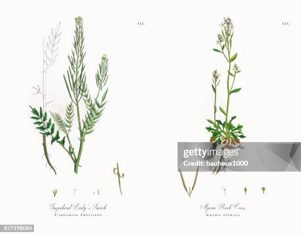 ungeduldige lady's kittel, cardamine impatiens, viktorianischen botanische illustration, 1863 - impatience flowers stock-grafiken, -clipart, -cartoons und -symbole