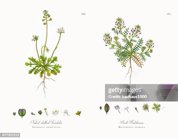 bloßem gestielt teesdalia, teesdalia nudicaulis, viktorianischen botanische illustration, 1863 - teesdale stock-grafiken, -clipart, -cartoons und -symbole