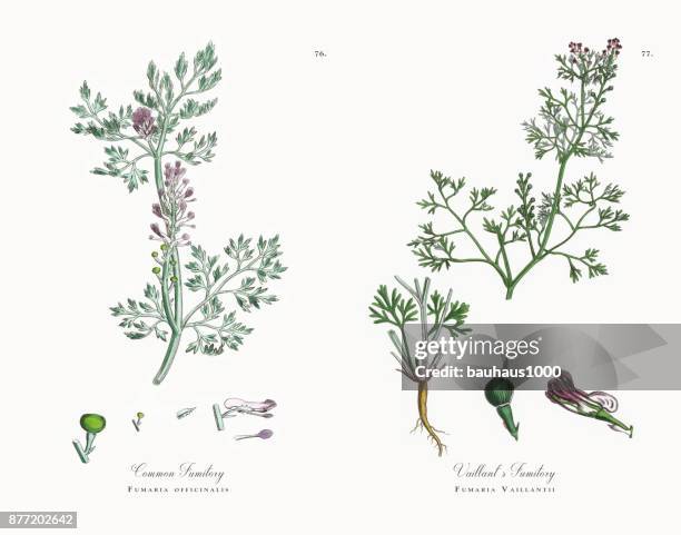 common fumitory, fumaria officinalis, victorian botanical illustration, 1863 - pulmonaria officinalis stock illustrations