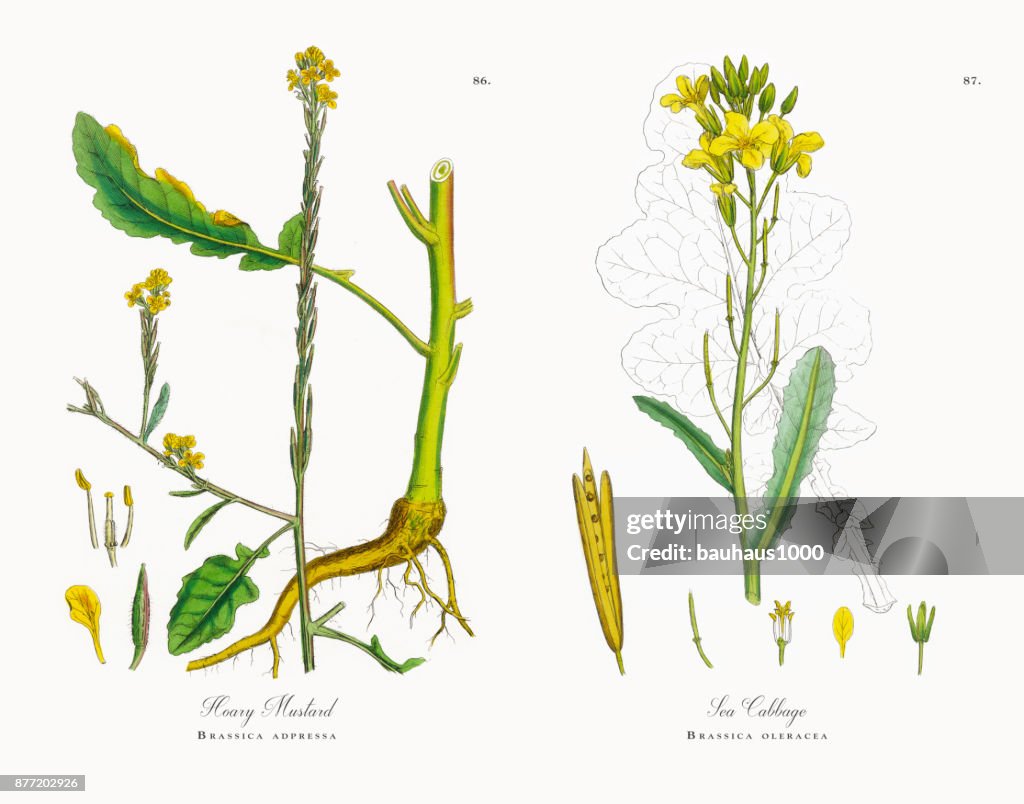 Hoary Mustard, Brassica adpressa, Victorian Botanical Illustration, 1863
