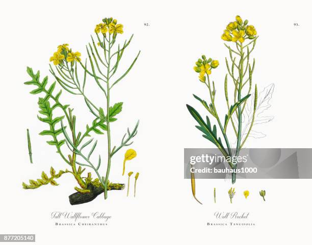 tall wallflower cabbage, brassica cheiranthus, victorian botanical illustration, 1863 - bok choy stock illustrations