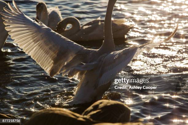 whooper swans at martin mere bird reserve near southport, lancashire, uk. - watershed 2017 stock pictures, royalty-free photos & images