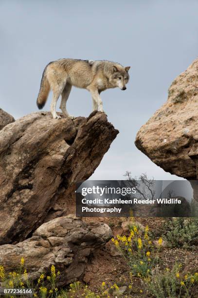 wolf in southwest usa - camp verde photos et images de collection