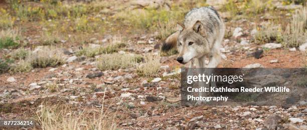 wolf in southwest usa - camp verde photos et images de collection