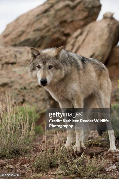wolf in southwest usa - camp verde photos et images de collection