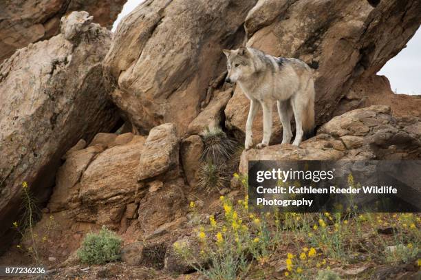 wolf in southwest usa - camp verde photos et images de collection