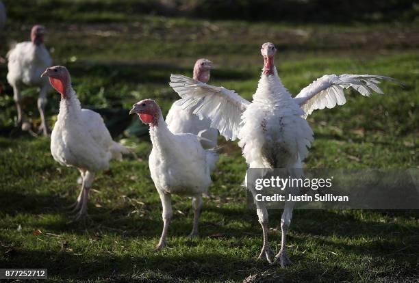 Broad Breasted White turkeys stand in their enclosure at Tara Firma Farms on November 21, 2017 in Petaluma, California. An estimated forty six...