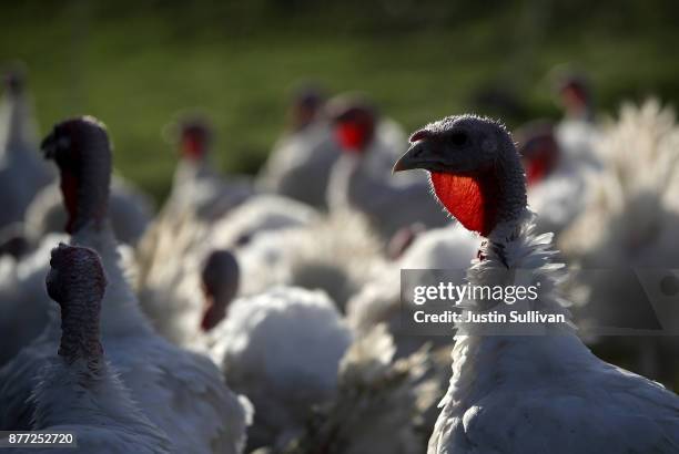 Broad Breasted White turkeys stand in their enclosure at Tara Firma Farms on November 21, 2017 in Petaluma, California. An estimated forty six...