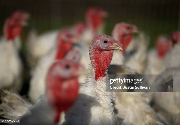 Broad Breasted White turkeys stand in their enclosure at Tara Firma Farms on November 21, 2017 in Petaluma, California. An estimated forty six...