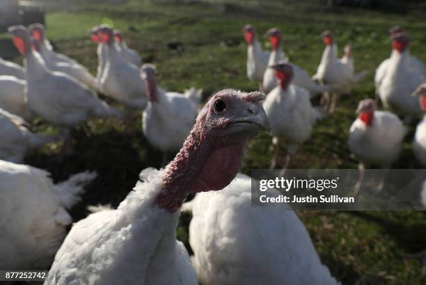 Broad Breasted White turkeys stand in their enclosure at Tara Firma Farms on November 21, 2017 in Petaluma, California. An estimated forty six...