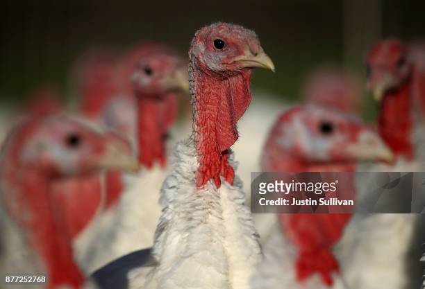 Turkey Bird Photos and Premium High Res Pictures - Getty Images