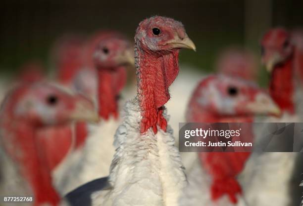 Broad Breasted White turkeys stand in their enclosure at Tara Firma Farms on November 21, 2017 in Petaluma, California. An estimated forty six...