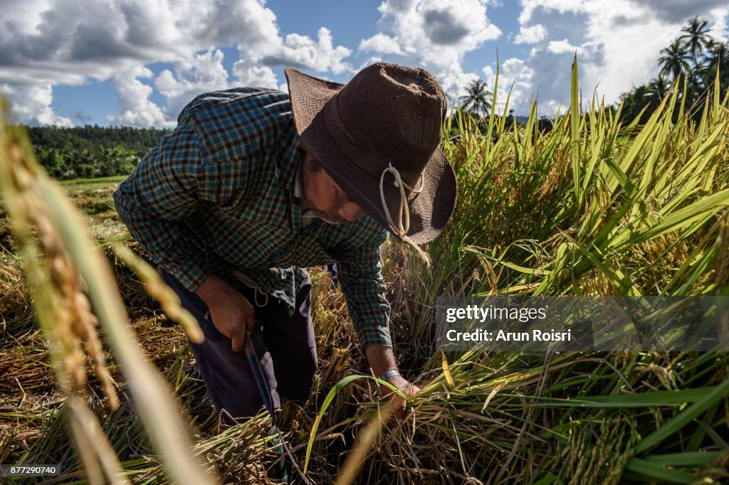 Asian Picking Rice Asian Farmers Harvest Rice In The Paddy Field Of Muang Pon Mae Hong Son ...