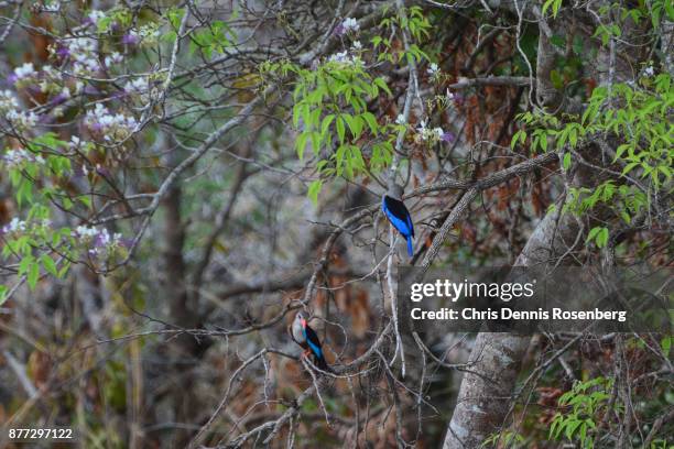 grey-headed kingfishers (halcyon leucocephala). - gray headed kingfisher stock-fotos und bilder