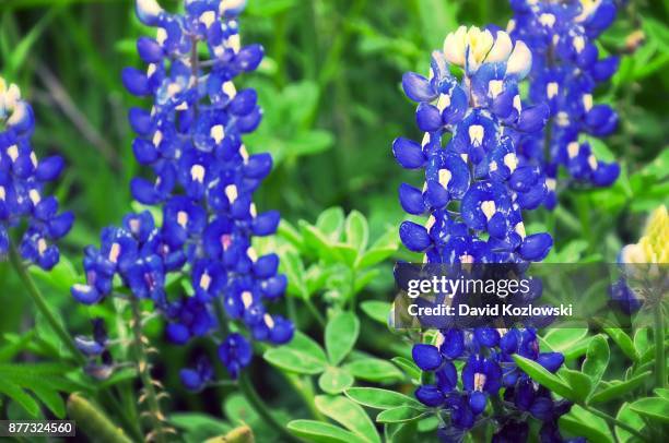 bluebonnets - texas bluebonnet stock-fotos und bilder