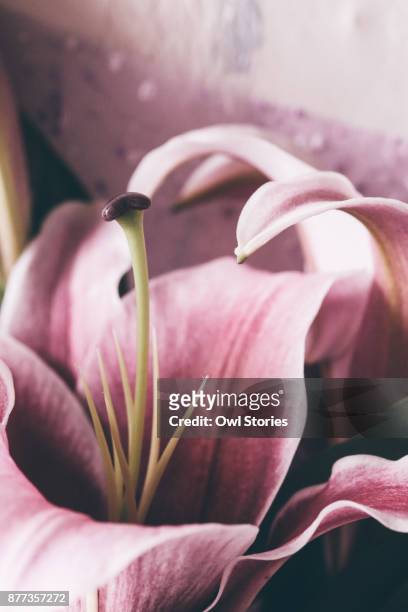 close up of pink tiger lily - tiger lily flower stock-fotos und bilder