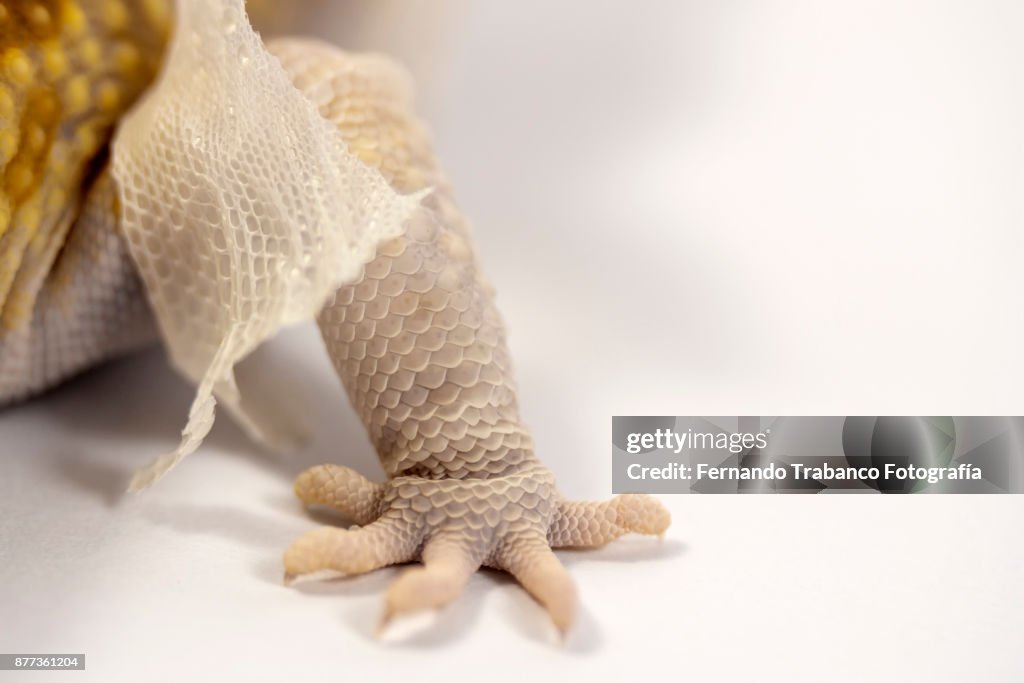 Reptile claw detail