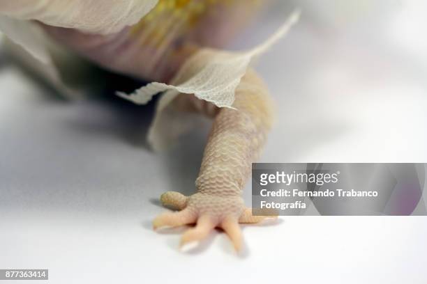 reptile claw detail - tierfinger stock-fotos und bilder