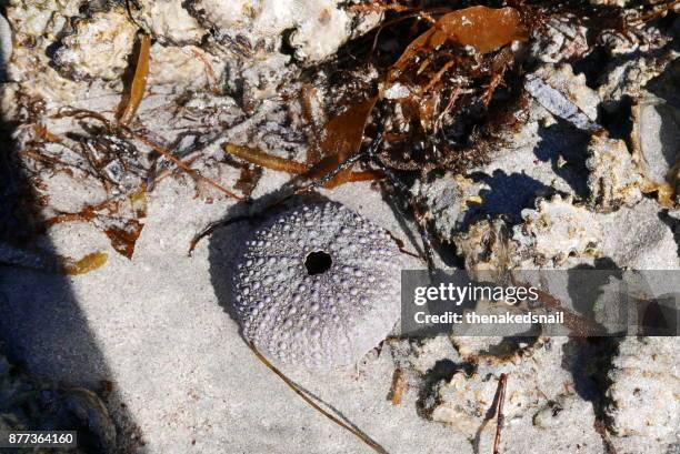 sea anemone - kalbarri - fotografias e filmes do acervo