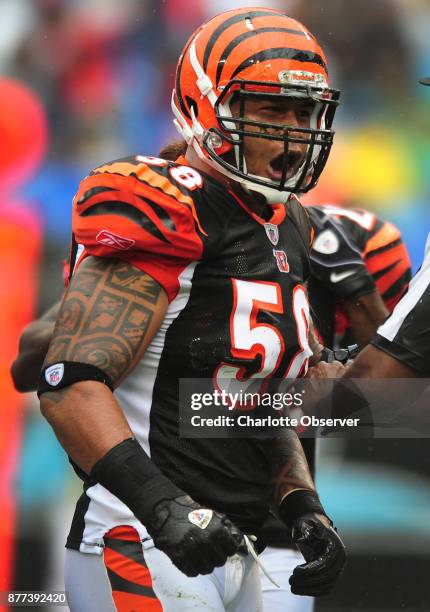 Then with the Cincinnati Bengals, linebacker Rey Maualuga celebrates a tackle against the Carolina Panthers at Bank of America Stadium in Charlotte,...