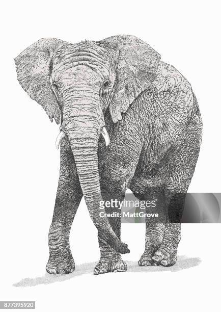 アフリカ象 bull - african elephant点のイラスト素材／クリップアート素材／マンガ素材／アイコン素材