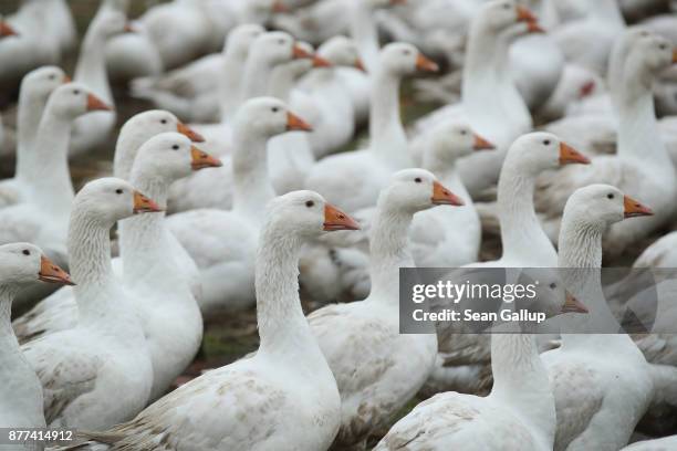 Flock of geese all walk in the same direction at the Schulz und Peper farm in Brandenburg state on November 21, 2017 near Brueck, Germany. Baked...