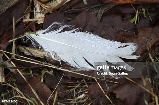 Water droplets cling to a goose's feather ina field where geese had gathered at the Schulz und Peper farm in Brandenburg state on November 21, 2017...