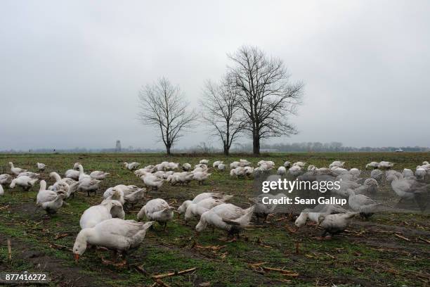 Geese wander a field for food at the Schulz und Peper farm in Brandenburg state on November 21, 2017 near Brueck, Germany. Baked goose is the...