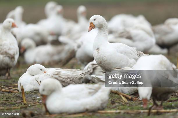 Goose Peper 915 Sean Chen Stock Photos, High-Res Pictures, and Images - Getty Images