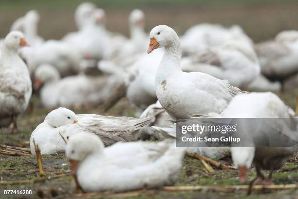 Geese wander a field for food at the Schulz und Peper farm in Brandenburg state on November 21, 2017 near Brueck, Germany. Baked goose is the...