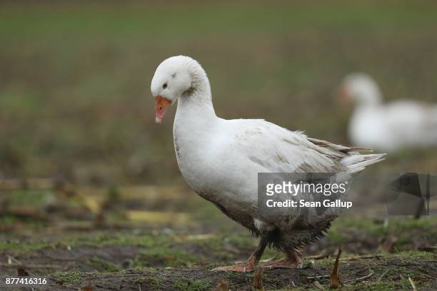 Geese wander a field for food at the Schulz und Peper farm in Brandenburg state on November 21, 2017 near Brueck, Germany. Baked goose is the...