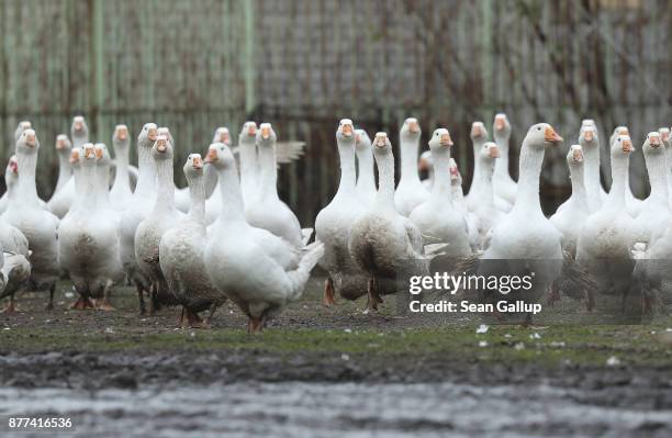 Goose Peper 915 Sean Chen Stock Photos, High-Res Pictures, and Images - Getty Images