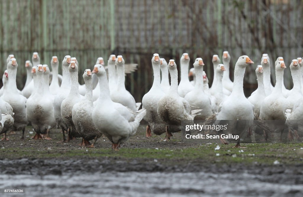 Goose Farms Prepare For Christmas Season