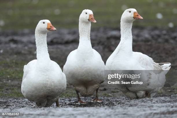 Goose Peper 4,590 Geese Farm Stock Photos, High-Res Pictures, and Images - Getty Images